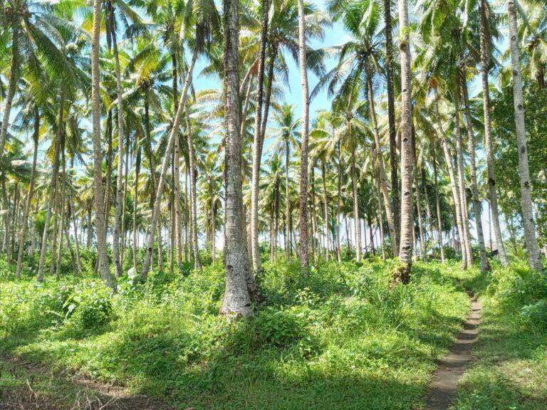 Perkebunan kelapa di desa dapalan kecamatan tampan’amma